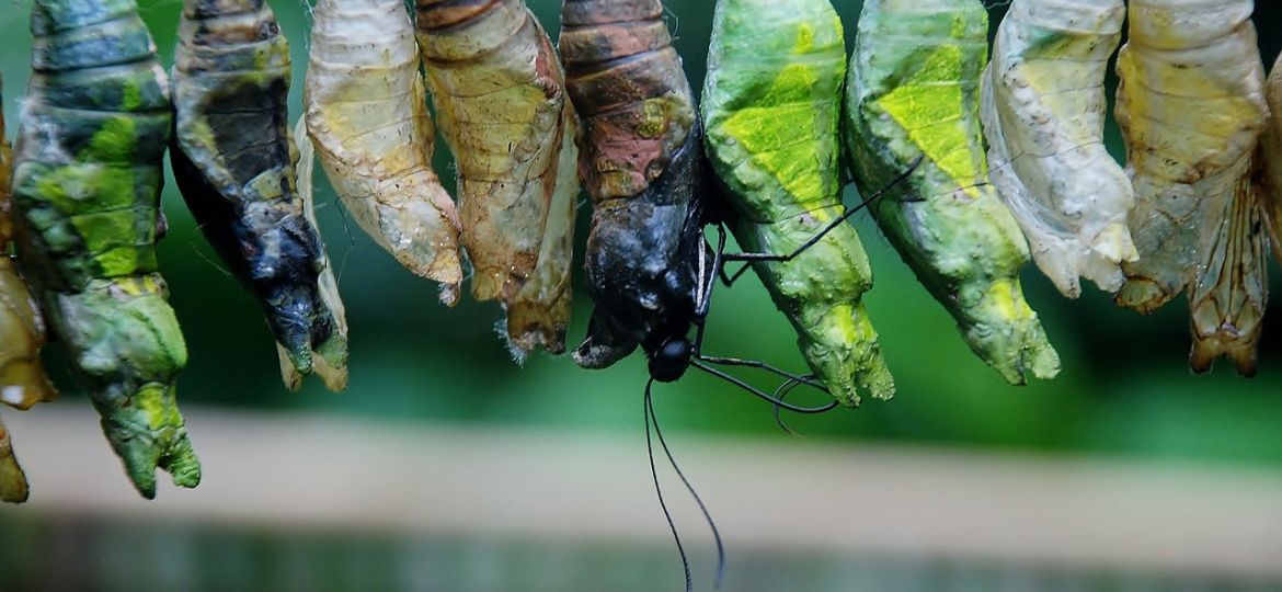 cocoon-g7d2a12084_1280