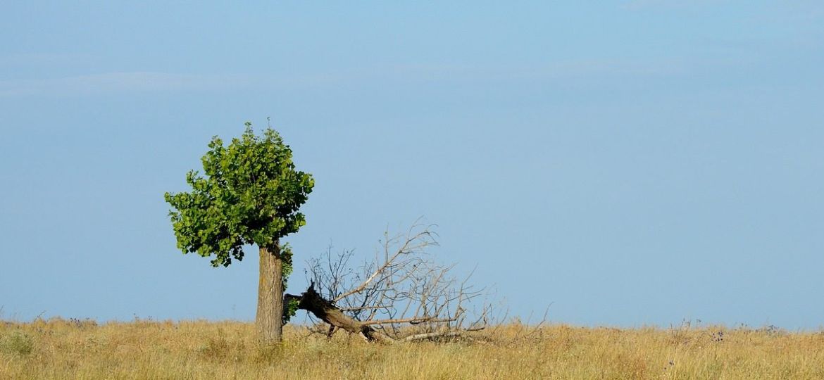 tree-2712562_1280