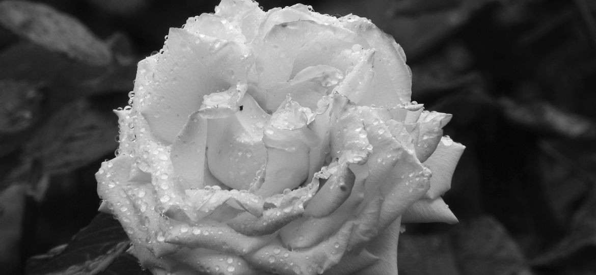 rose-4293212_1280